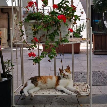 Gafa Garden Hostel & Apartments - Great Location - image 24
